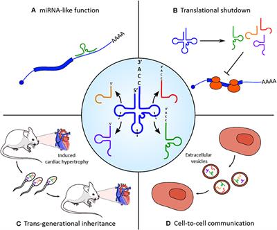 Non-coding RNAs Shaping Muscle